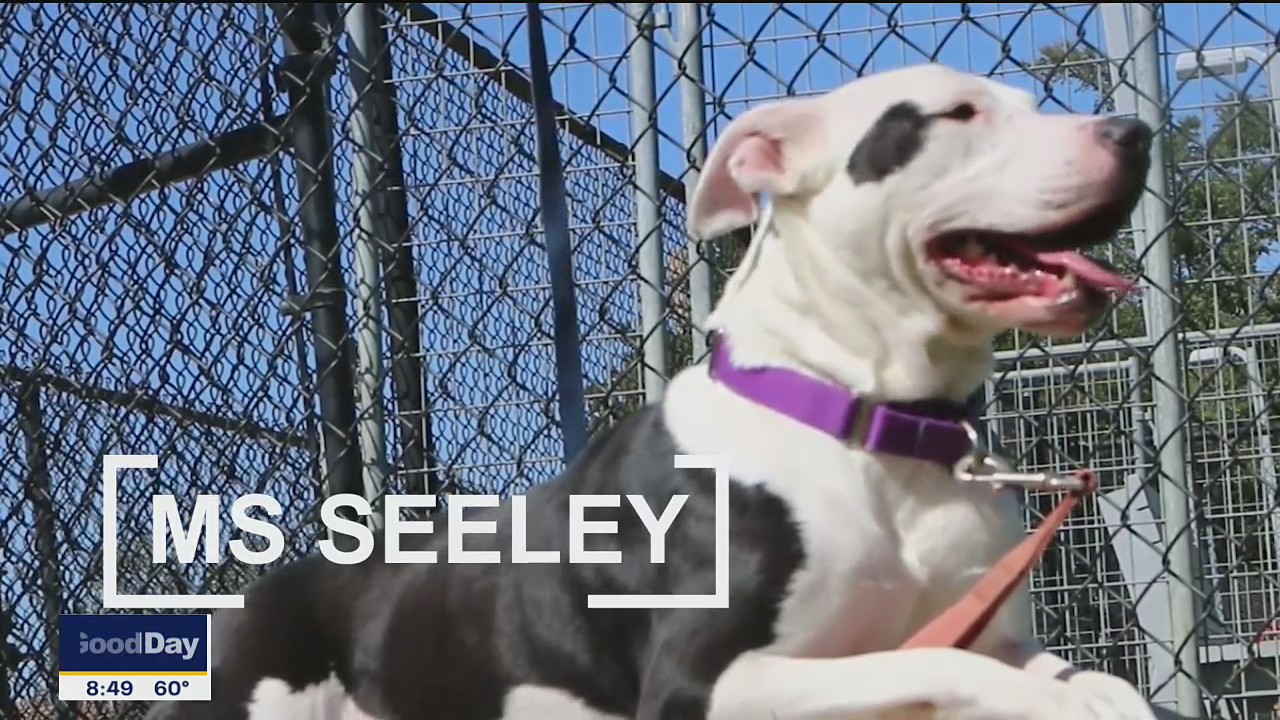 Dog of the Day: Ms. Seeley
