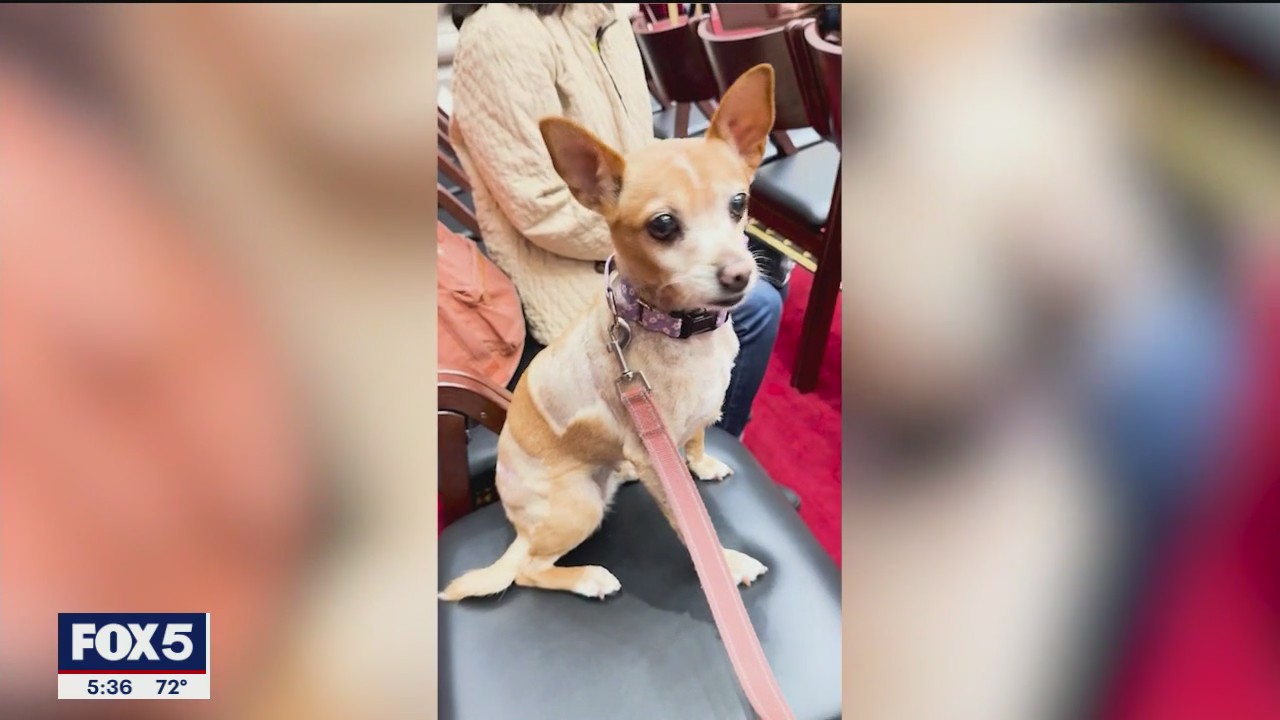 Owner ignores court order to surrender pit bulls to NYPD