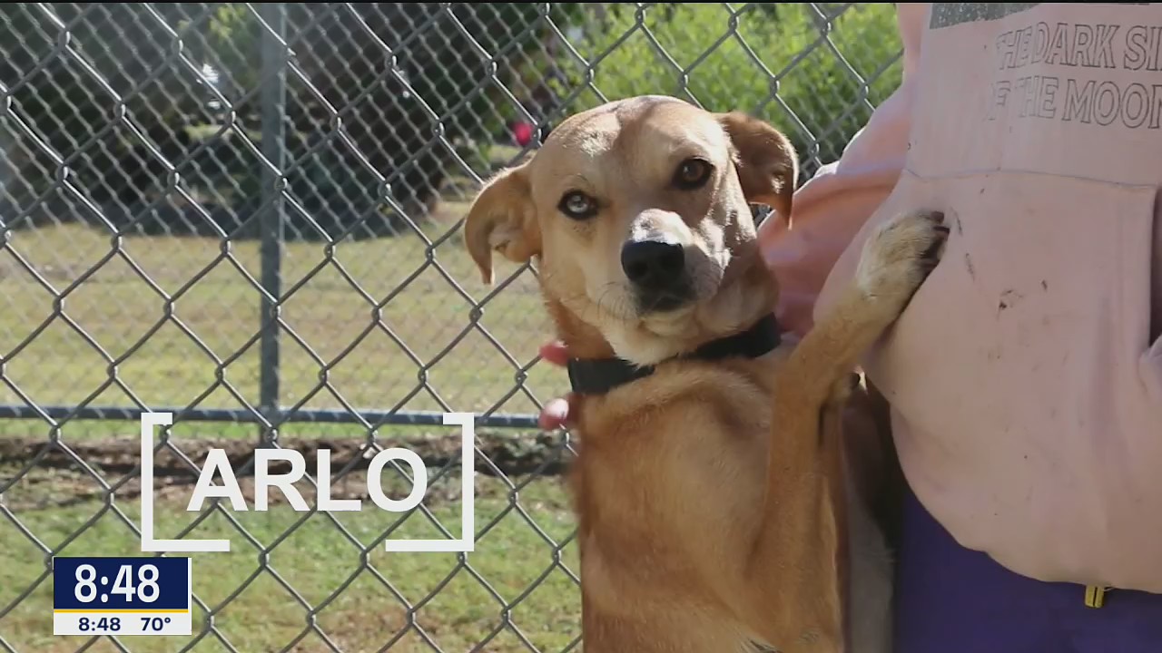 Dog of the Day: Arlo