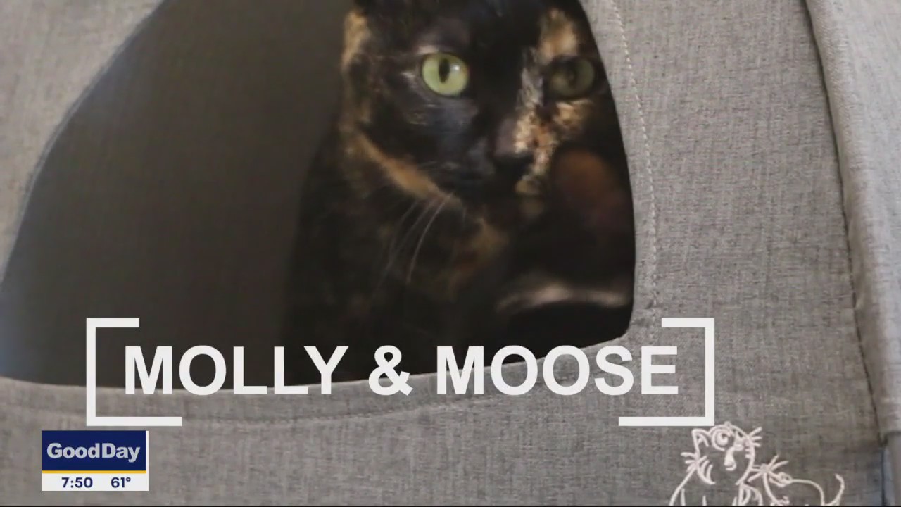Pets of the Day: Molly and Moose