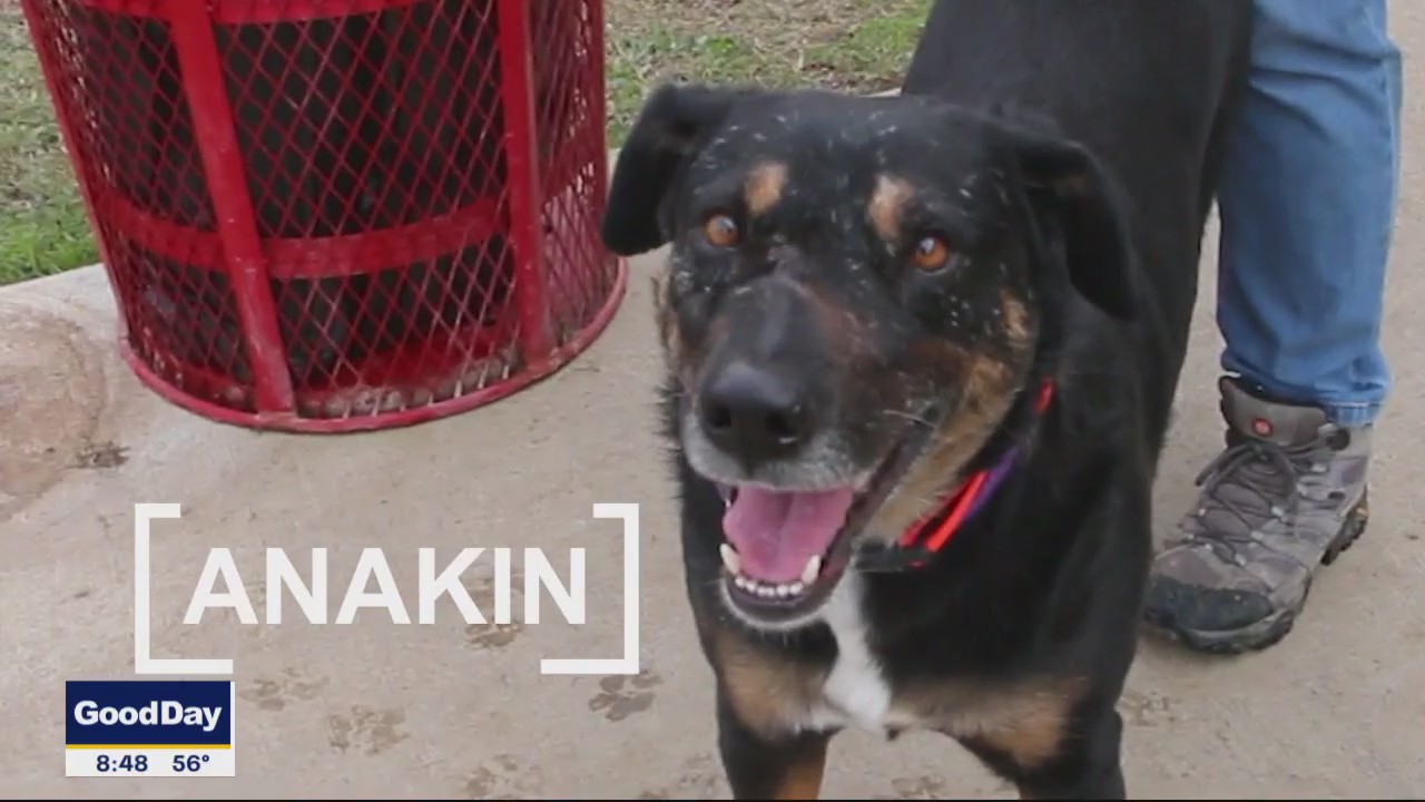 Dog of the Day: Anakin
