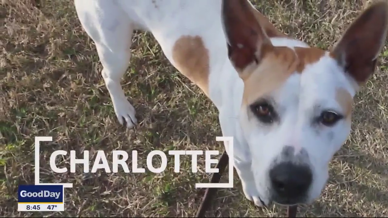 Dog of the Day: Charlotte