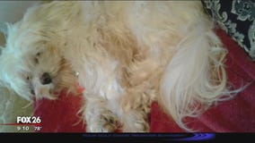 Dog stolen from Kingwood front yard