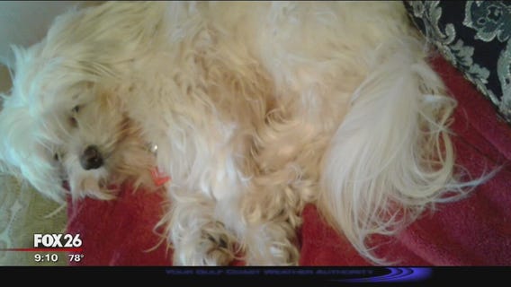 Dog stolen from Kingwood front yard