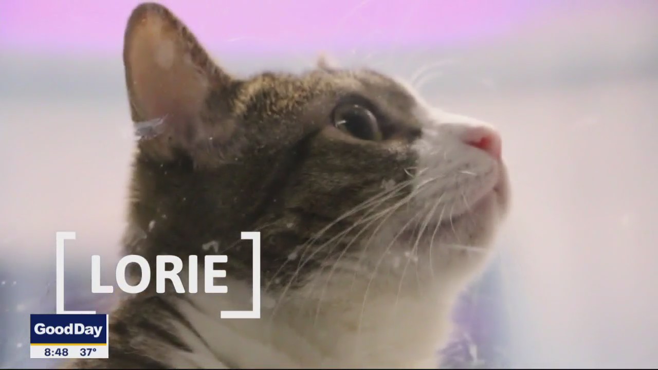 Pet of the Day: Lorie