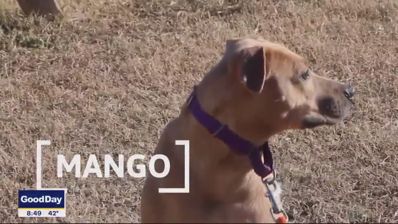 Dog of the Day: Mango