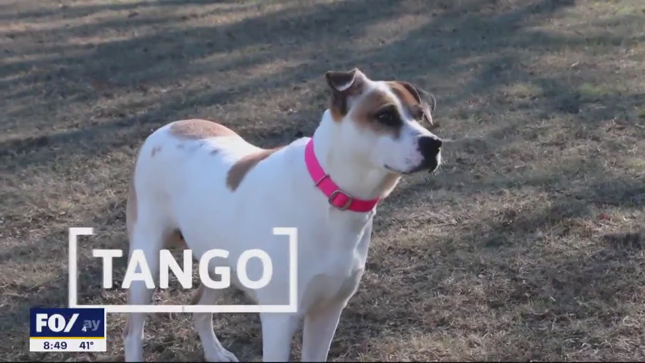 Dog of the Day: Tango