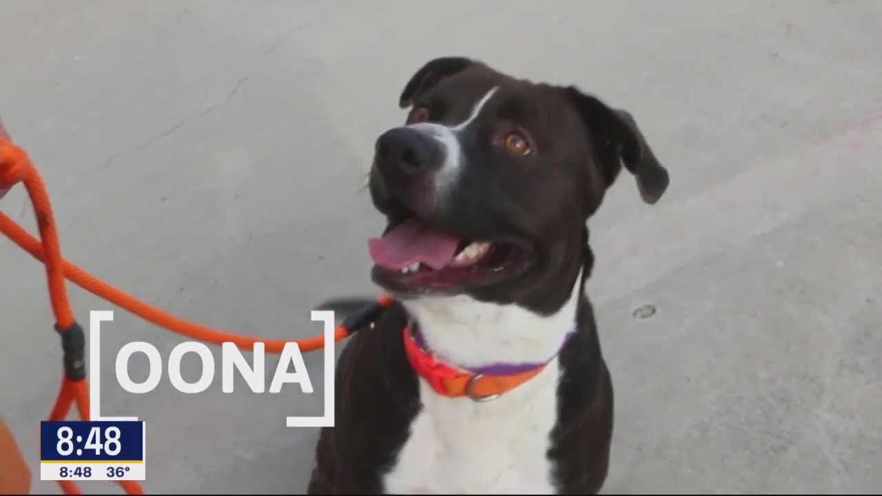 Dog of the Day: Oona