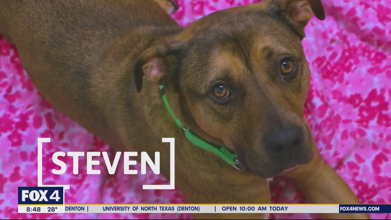 Dog of the Day: Steven