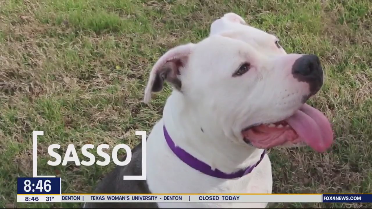 Dog of the Day: Sasso