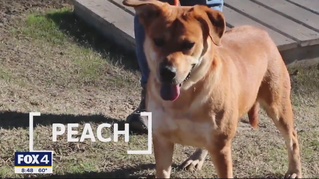 Dog of the Day: Peach
