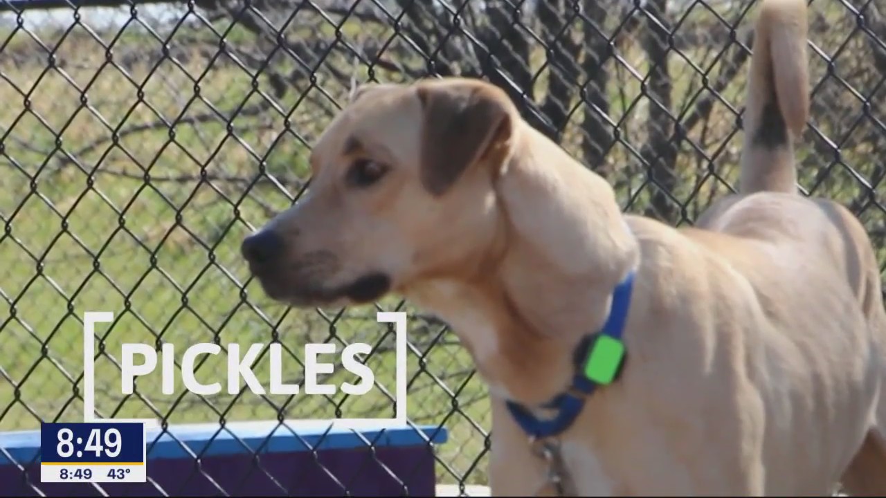 Dog of the Day: Pickles