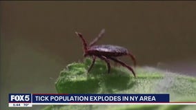 NYC sees tick population surge in 2025