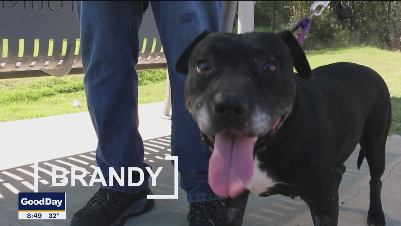 Dog of the Day: Brandy