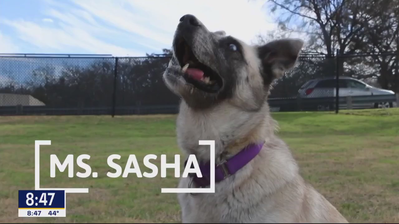 Dog of the Day: Ms. Sasha