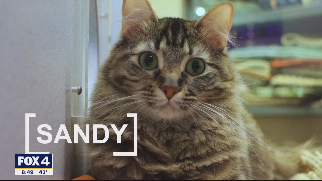 Pet of the Day: Sandy