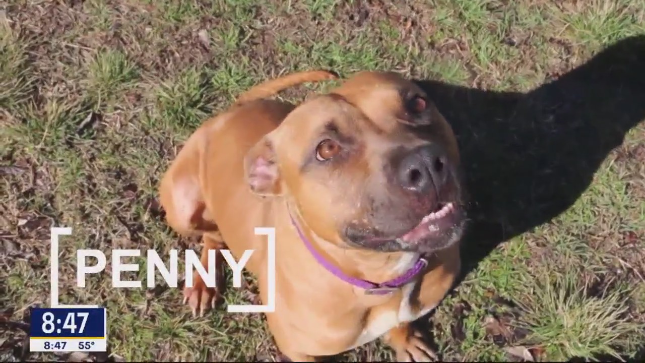 Dog of the Day: Penny
