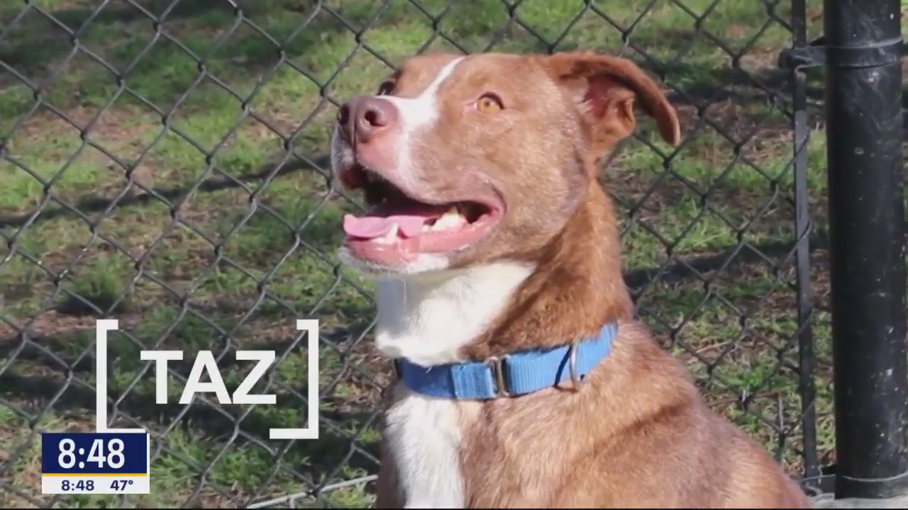 Dog of the Day: Taz