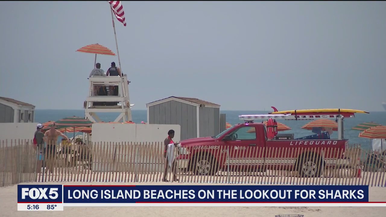 Long Island sees an increase in shark sightings