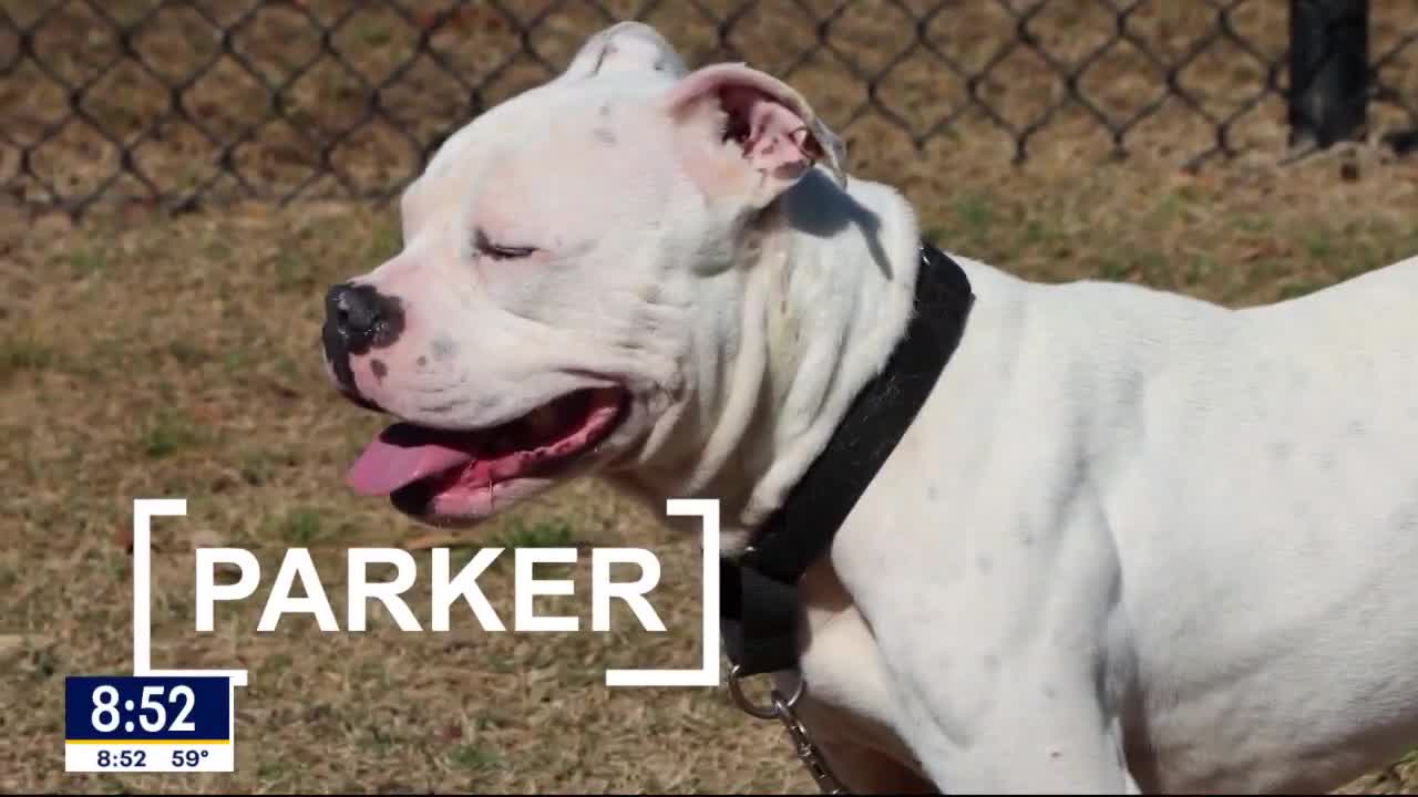 Pet of the Day: Parker