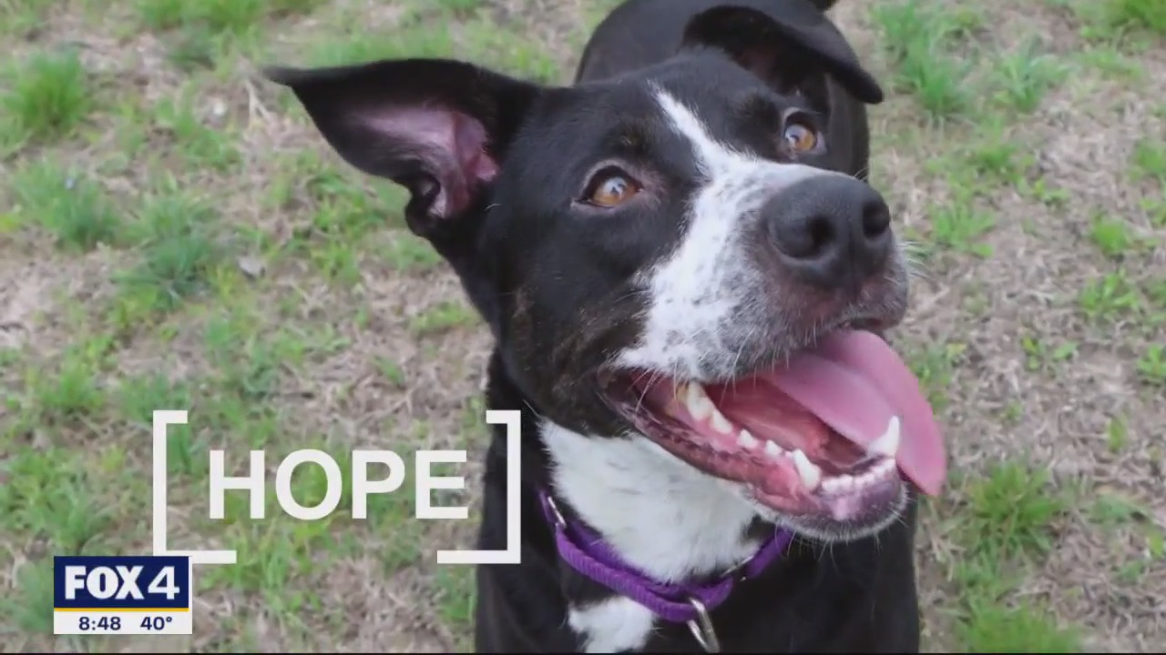 Dog of the Day: Hope
