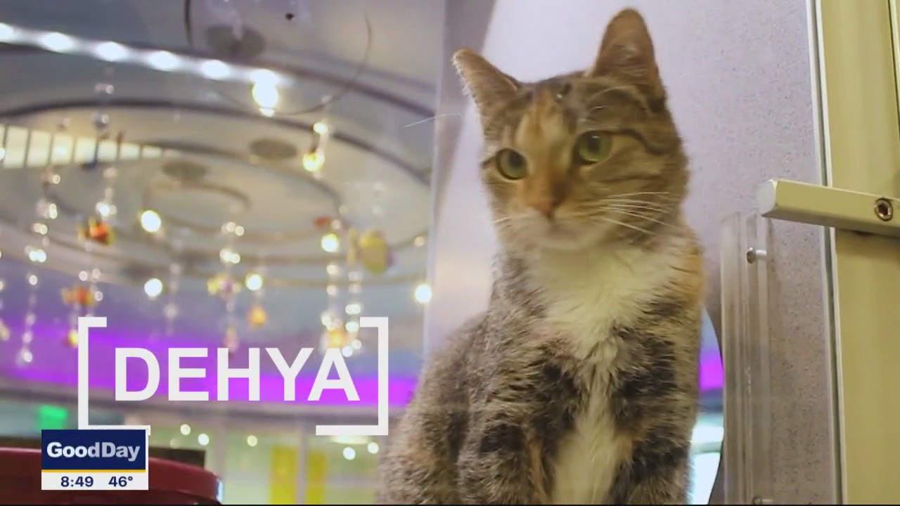 Pet of the Day: Dehya
