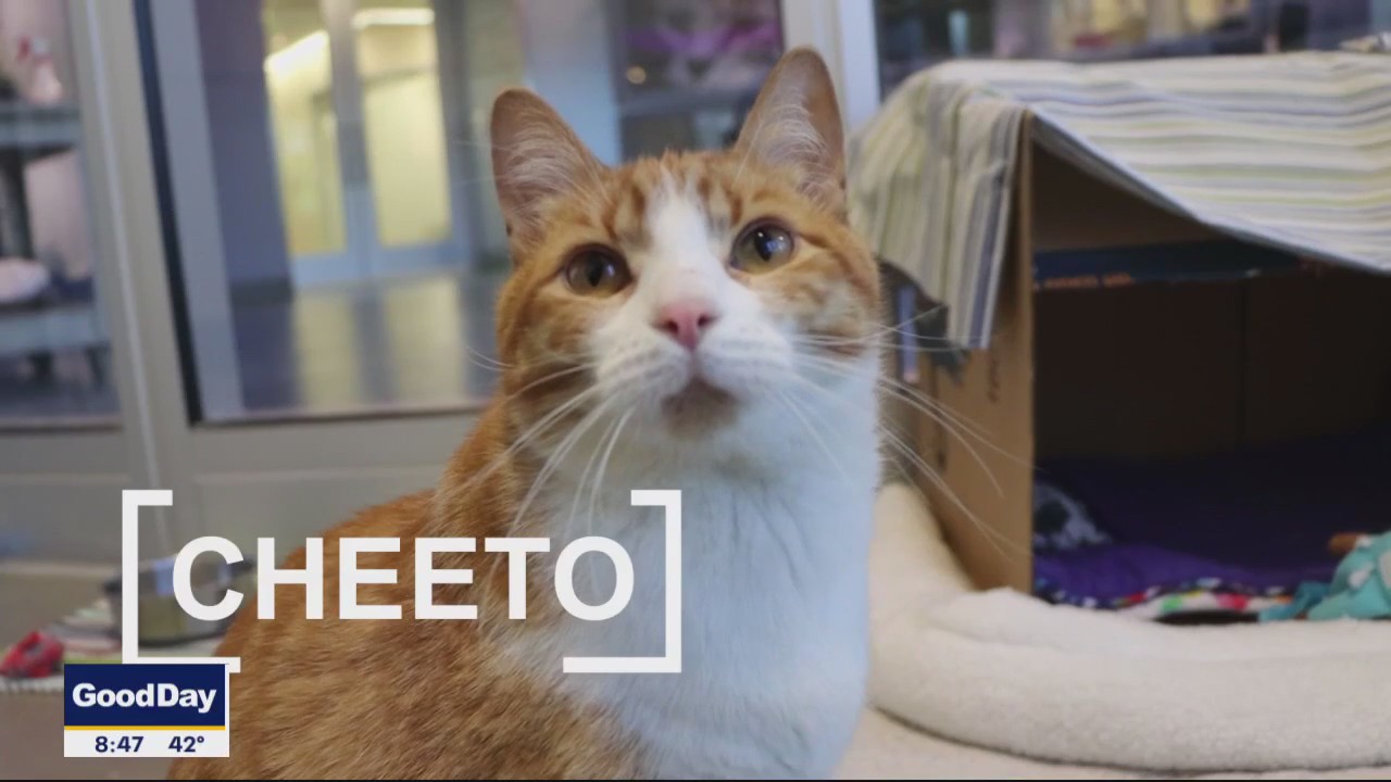 Pet of the Day: Cheeto