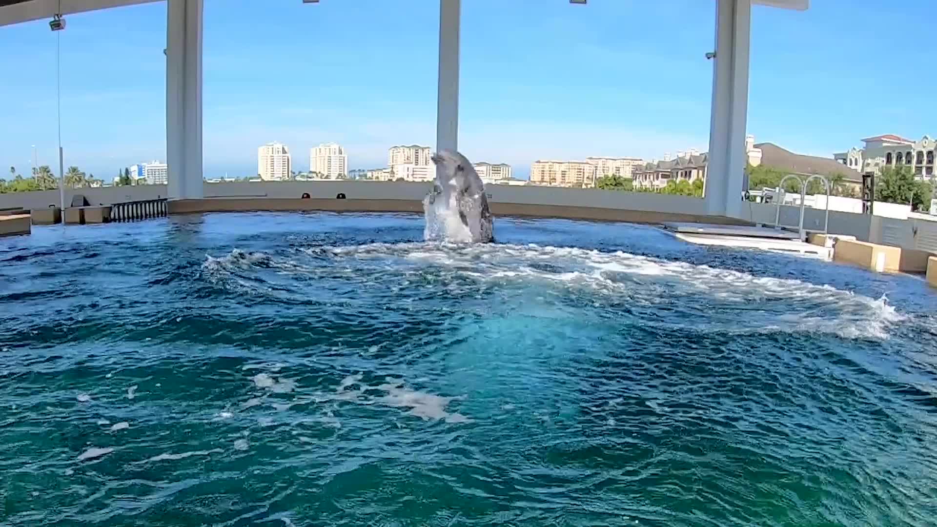 Nicholas the Dolphin predicts World Series winner