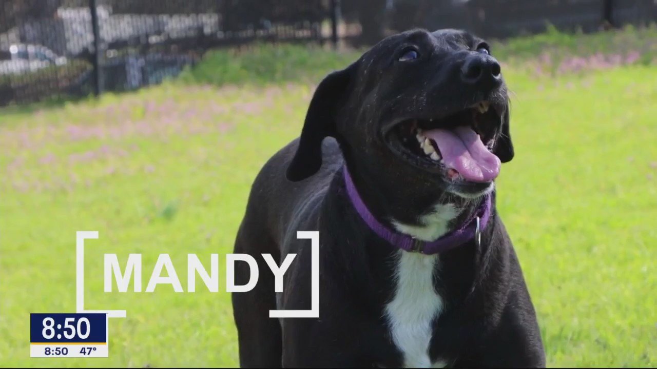 Dog of the Day: Mandy