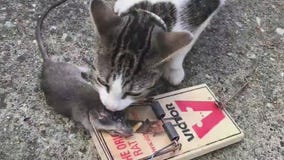 Condo owners dealing with rat infestation angry after management company fails to follow through on promise of pest control