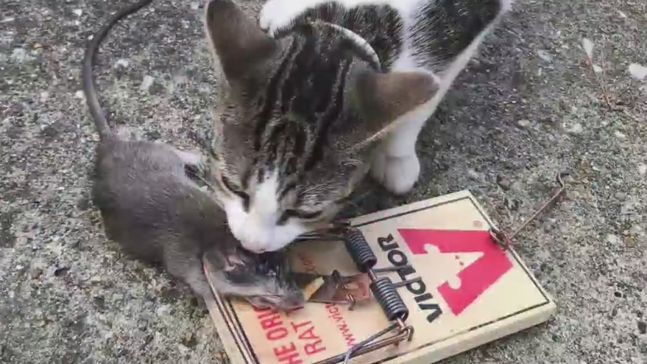 Condo owners dealing with rat infestation angry after management company fails to follow through on promise of pest control