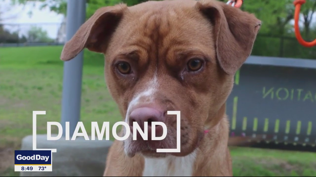 Dog of the Day: Diamond