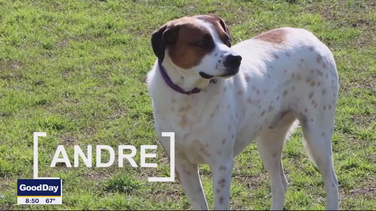 Dog of the Day: Andre