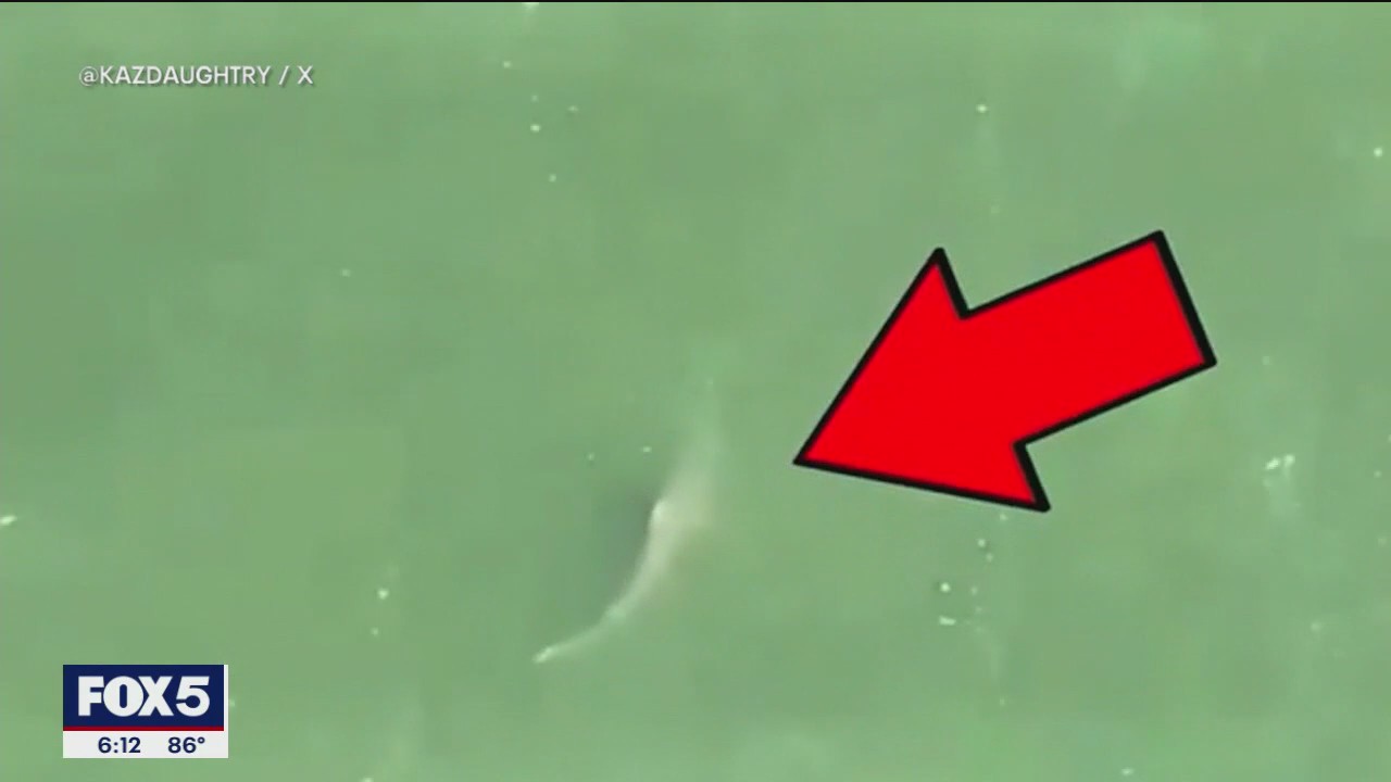 Rockaway Beach reopens after shark sightings