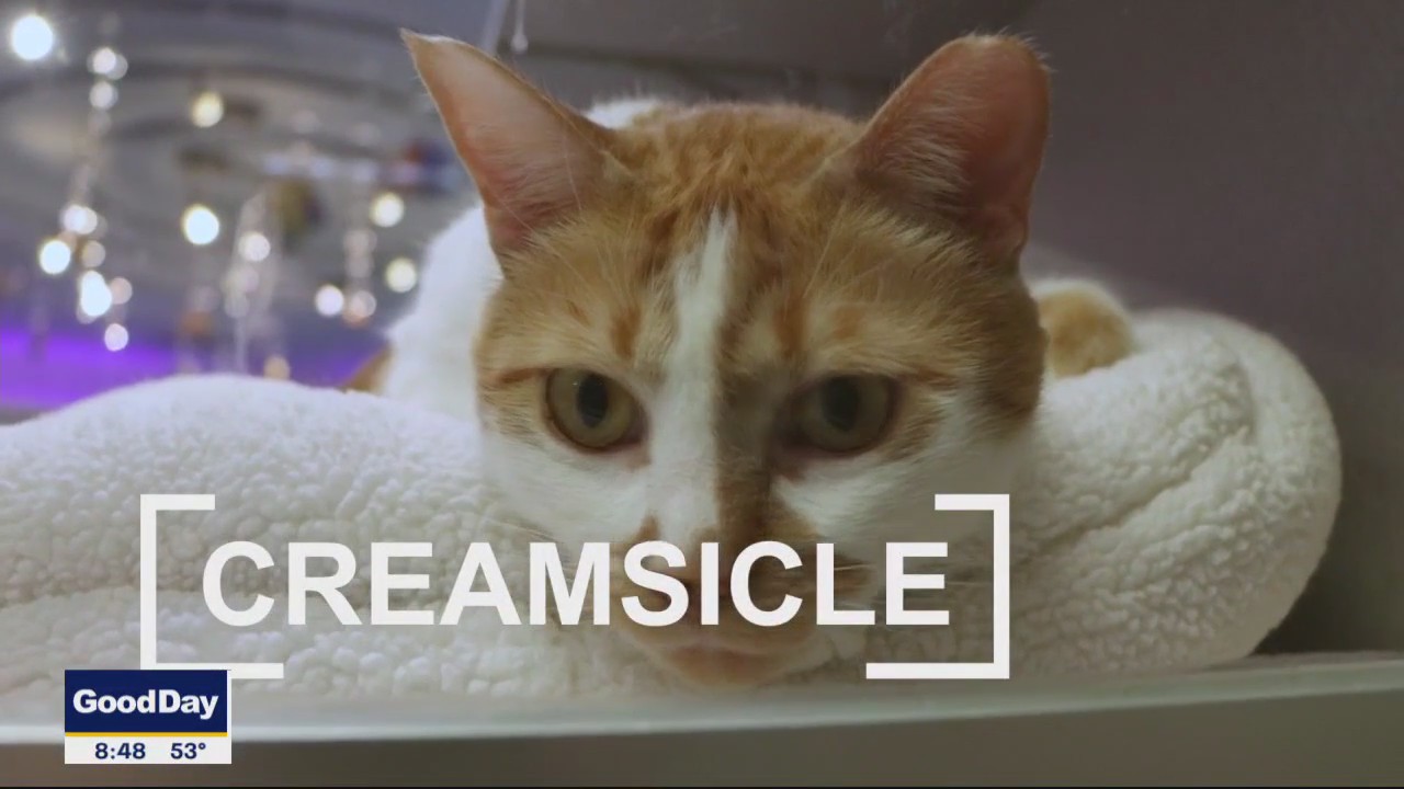 Pet of the Day: Creamsicle