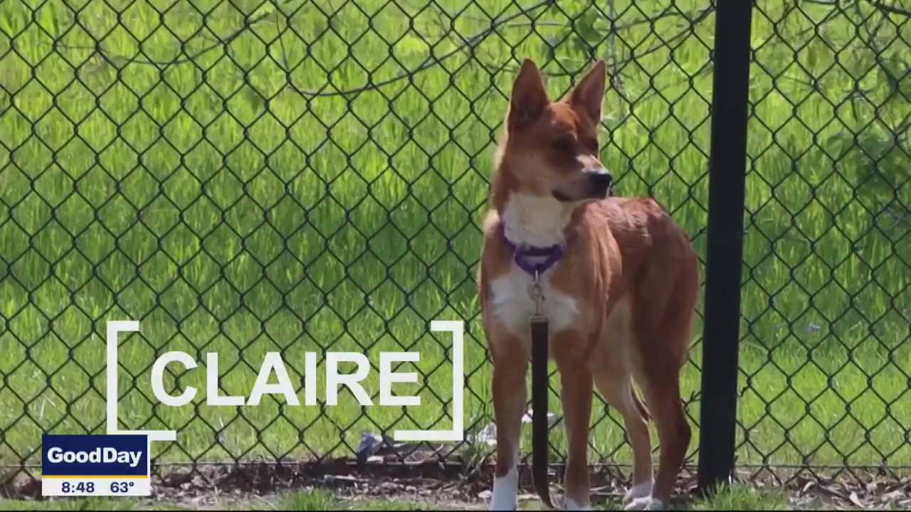Dog of the Day: Claire