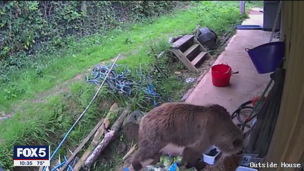 Bear sighting in Fairfield, NJ