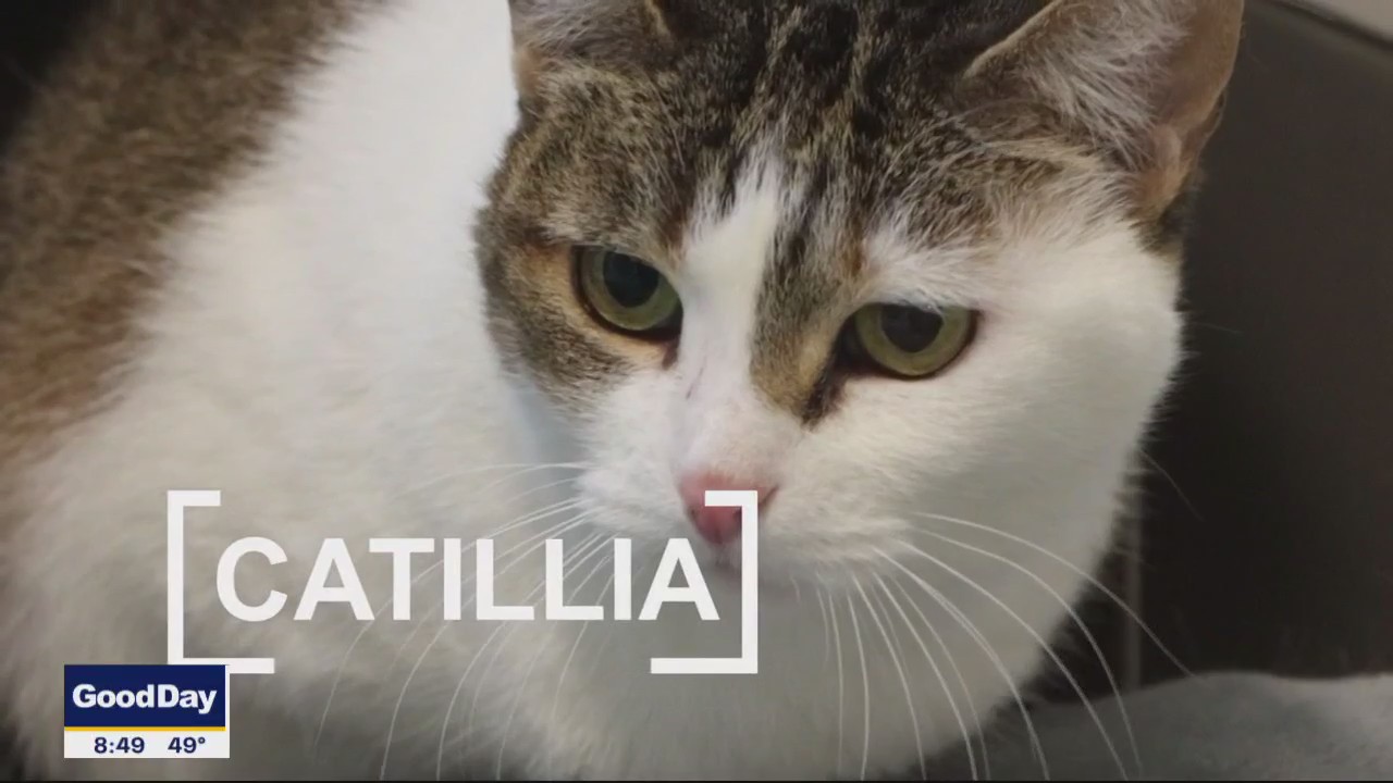 Pet of the Day: Catillia