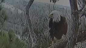 Webster eagles are expecting two eaglets