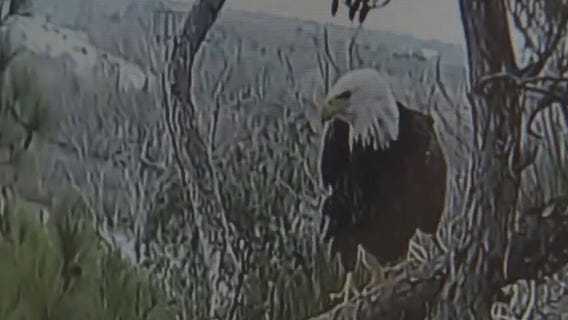 Webster eagles are expecting two eaglets