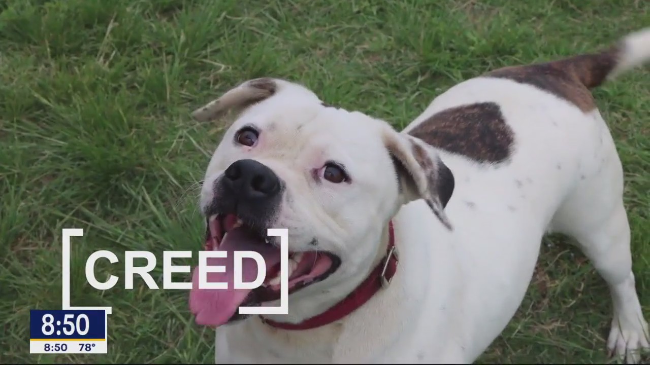Dog of the Day: Creed