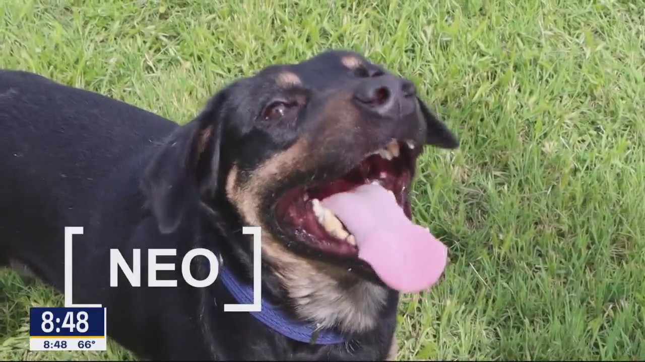 Dog of the Day: Neo