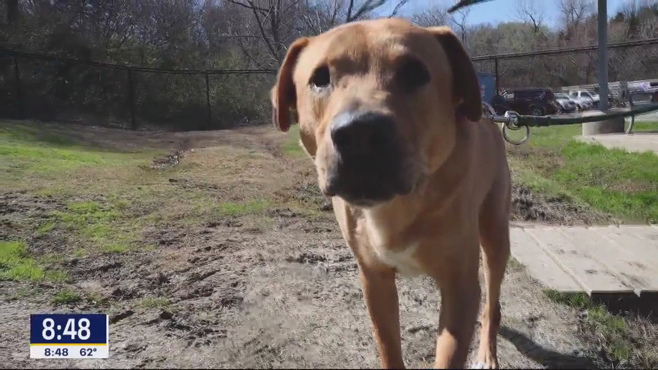 Dog of the Day: Caido