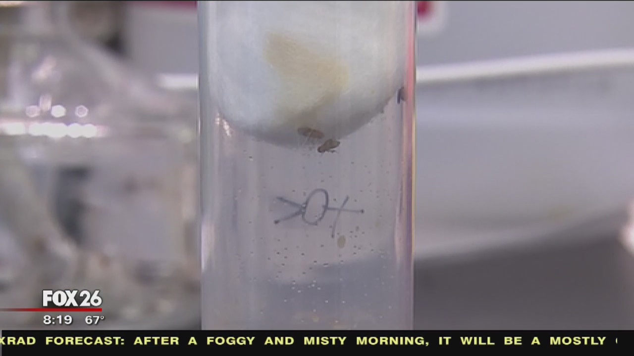 Fruit flies helping researchers diagnose and find treatments for unusual diseases