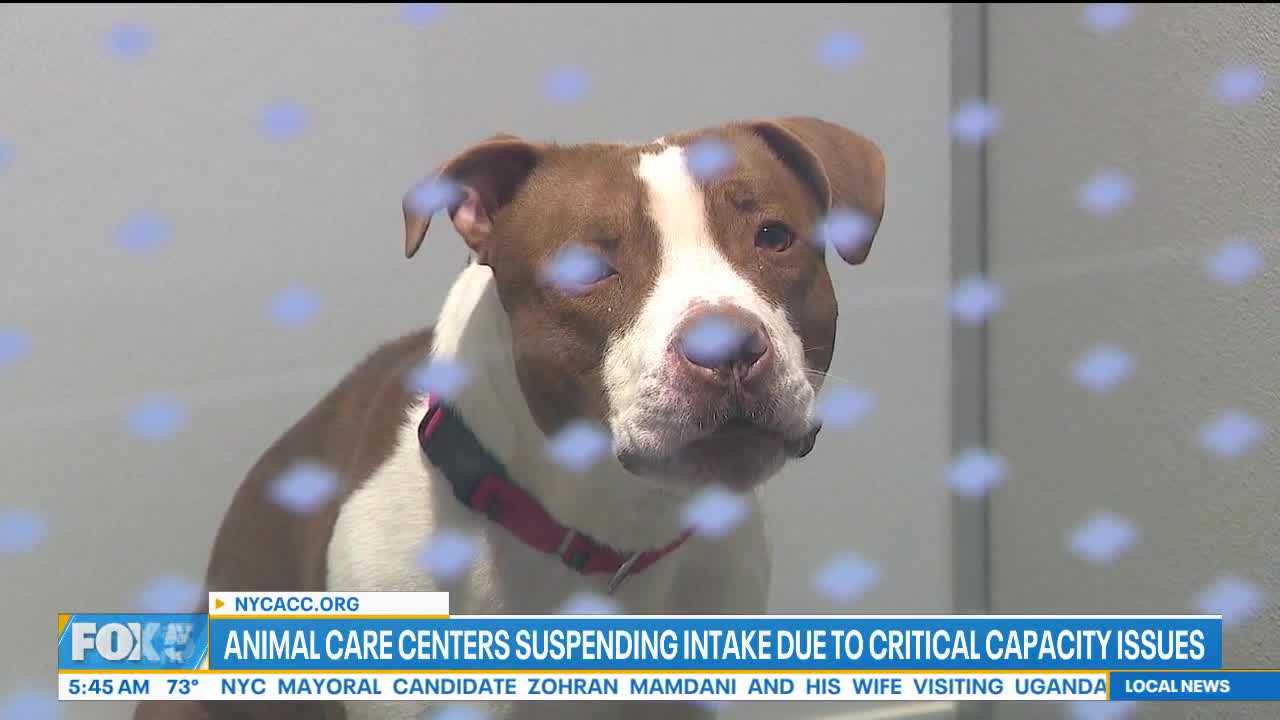 Animal Care Centers suspending intake due to over-capacity