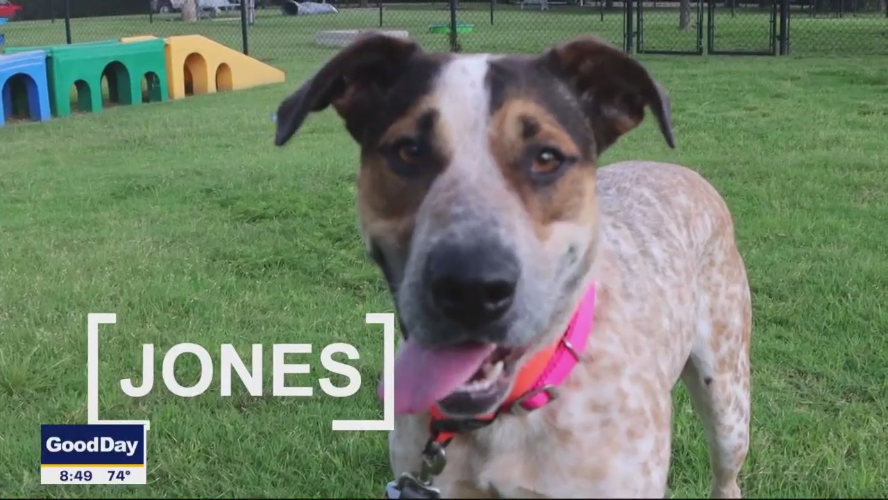 Dog of the Day: Jones