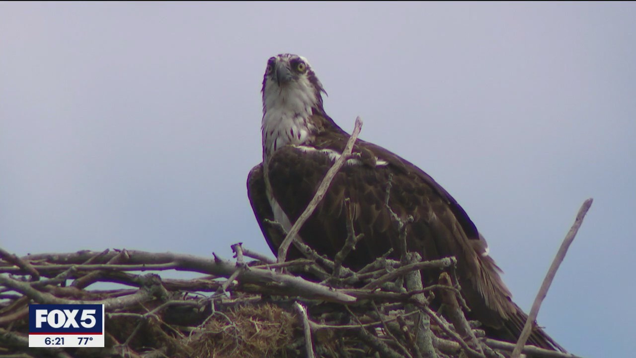 Osprey population making comeback on Long Island