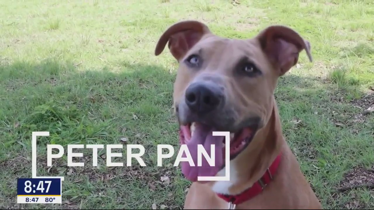Dog of the Day: Peter Pan