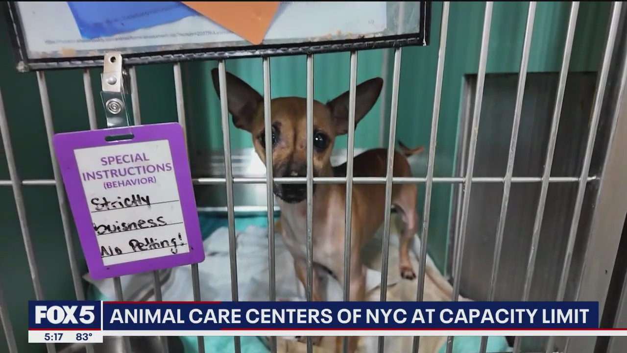 Animal Care Centers crisis: "completely out of space"