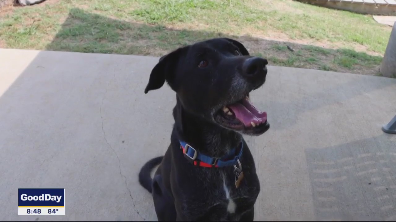 Dog of the Day: Pascal